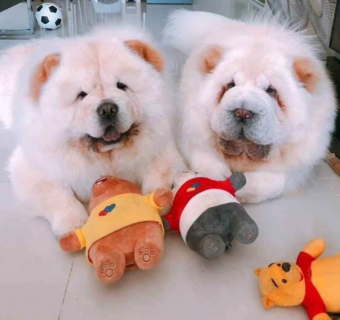 Chow Chow dogs playing with toys