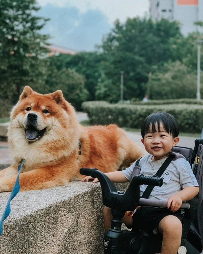 Chow Chow on a ride with a baby boy