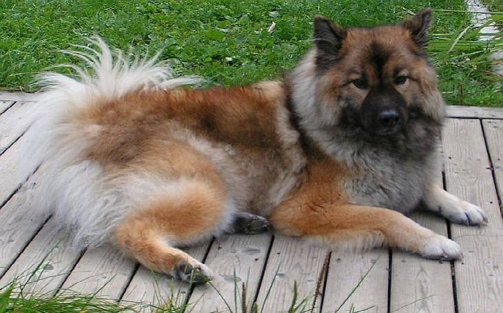 Chow Shepherd personality, temperament,and behavior