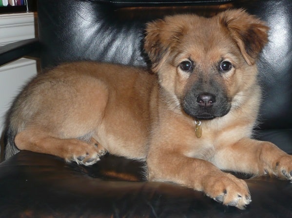 Chow Shepherd Puppy