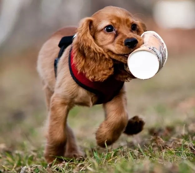 Cocker Spaniel playing