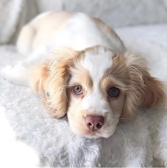 Cocker Spaniel puppy sleeping