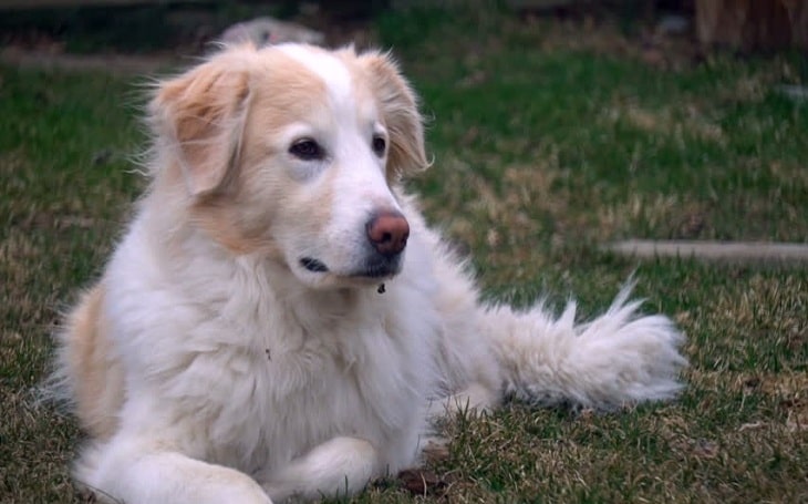 Collie Pyrenees personality, behavior, temperament