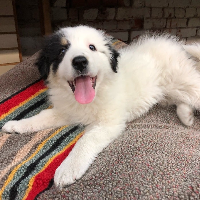 All About Collie Pyrenees Photos, Behavior, Trainability