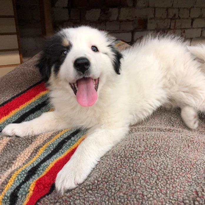 pyrenees border collie puppies