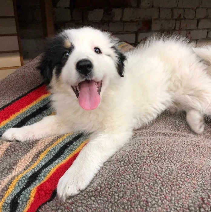 Collie Pyrenees puppy looking cheerful