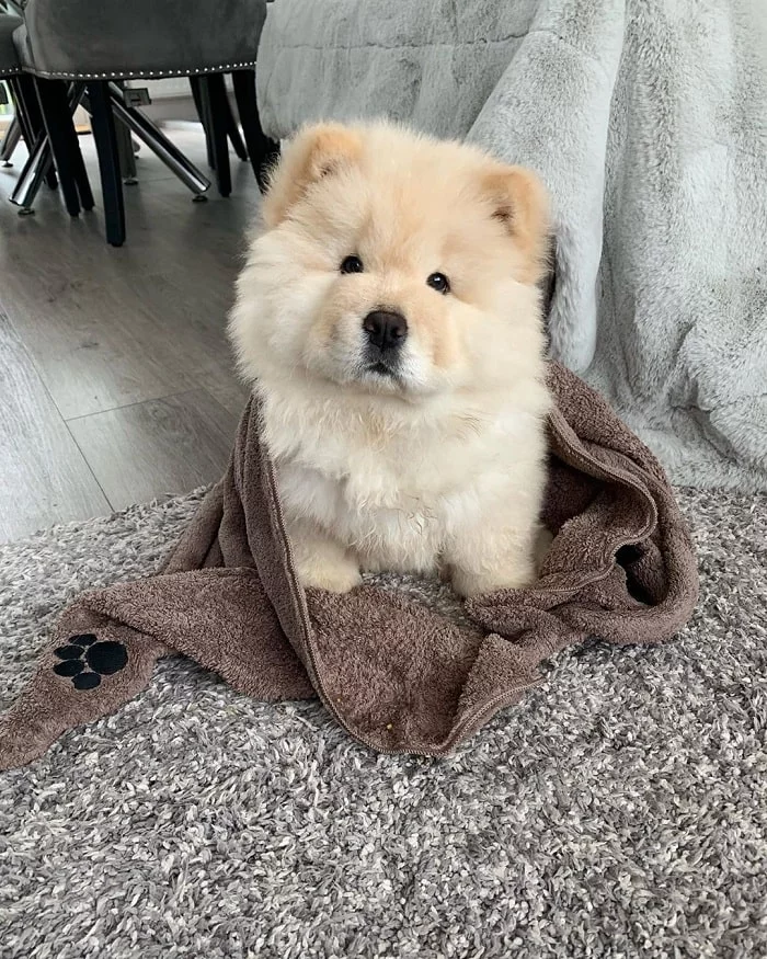 Cute Chow chow Puppy