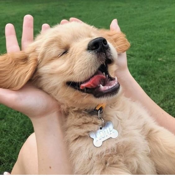 Cute Golden Retriever relaxiong