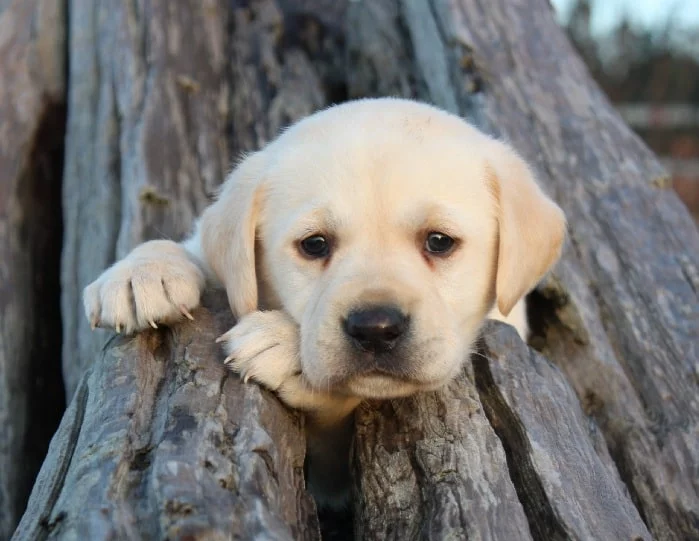 Cute Labrador Retriever puppy