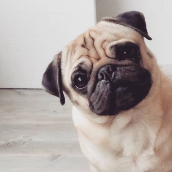 Cute Pug looking at the camera