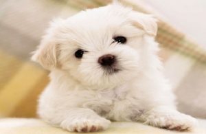 Cute Small-sized dogs