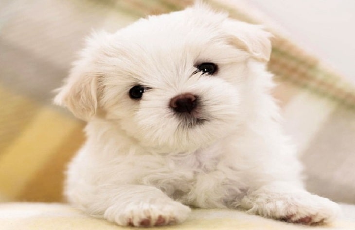 a cute small dog breed