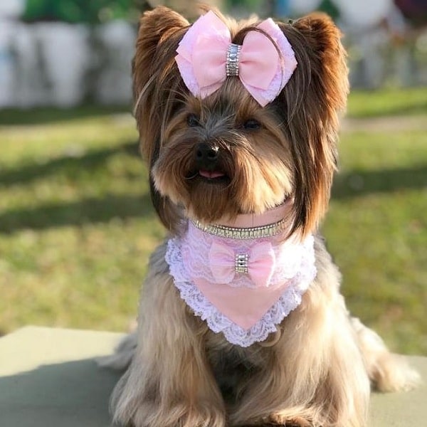 Cute Yorkshire Terrier