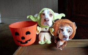 Two cute dogs wearing Halloween costumes.