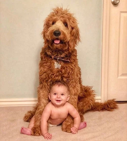 Cute baby posing for a photo with Sheepadoodle