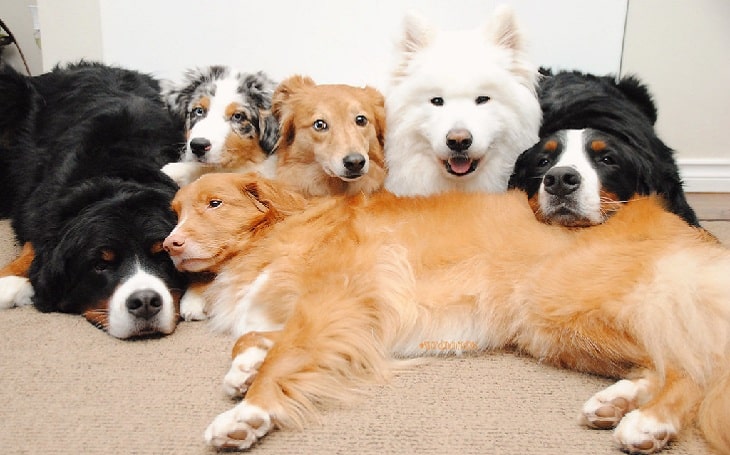 10 Cute dogs