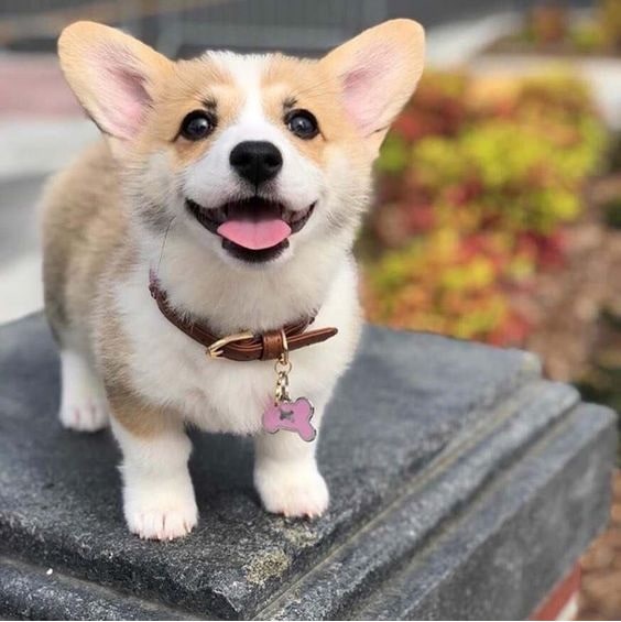 Cute little Pembroke Welsh Corgi Puppy