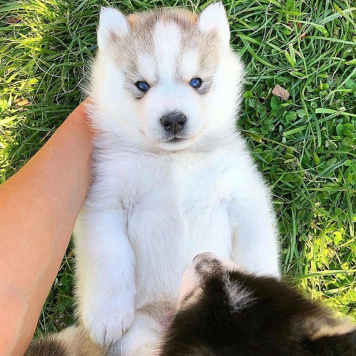 Cute little Siberian Husky