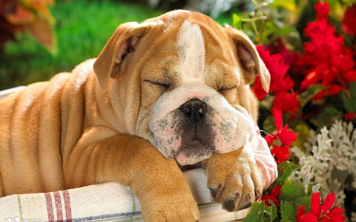 10 Cutest Medium-Sized Dog Breeds – Picture and Information|Select ...