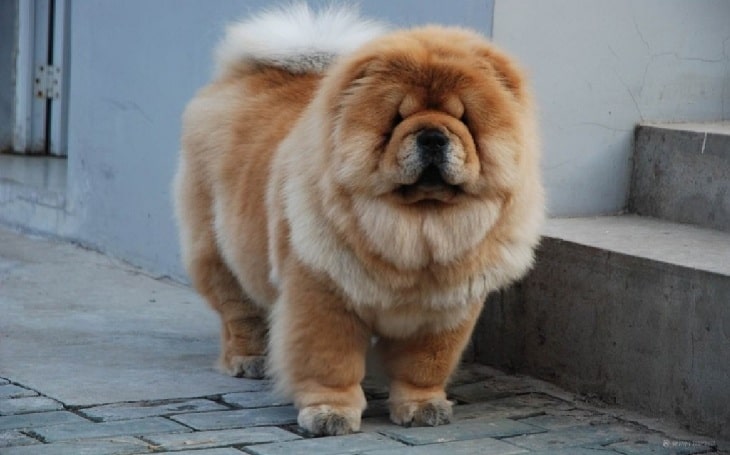 big fluffy cute dogs