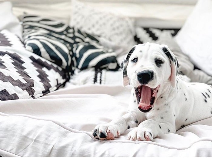 Dalmatian puppy yawning