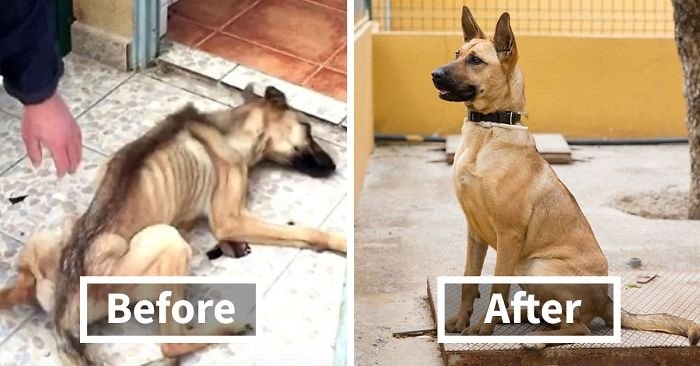 Dog before and after being rescued