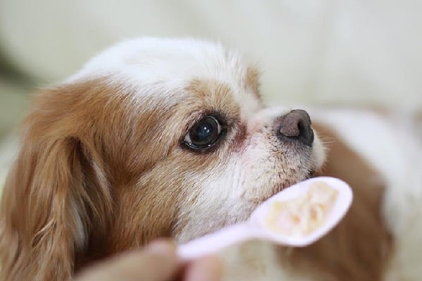 Dog ignoring quinoa