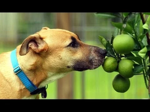 Dog smelling lime