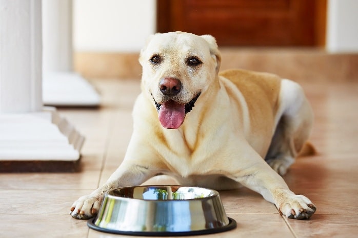 Dog waiting for a meal