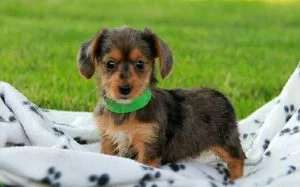 Dorkie temperament, personality, and behavior