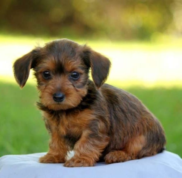 Dorkie puppy