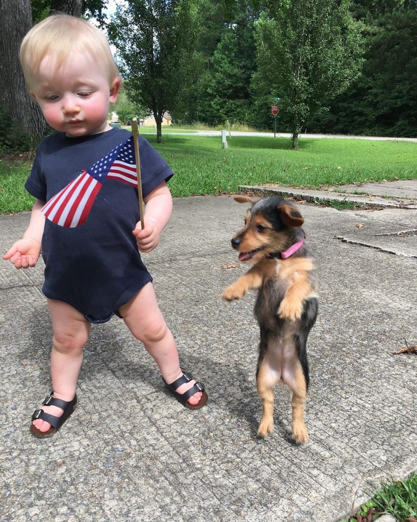 Dorkie standing with a baby boy