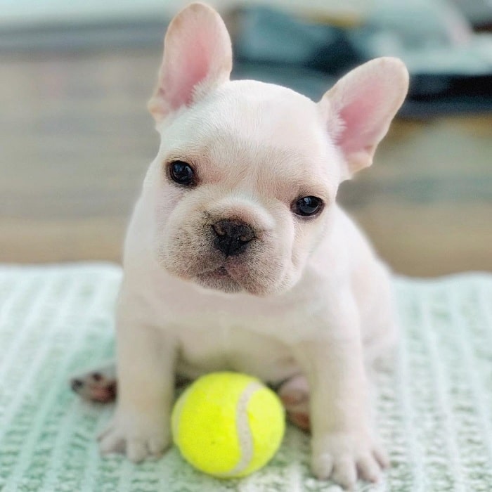 French Bulldog playing ball