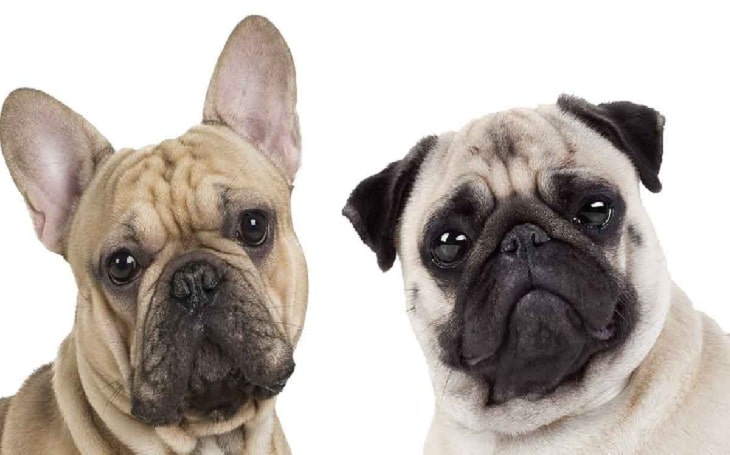 Cute Pug Dog Breed Price