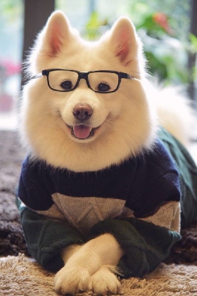 Gentle and cute Samoyed