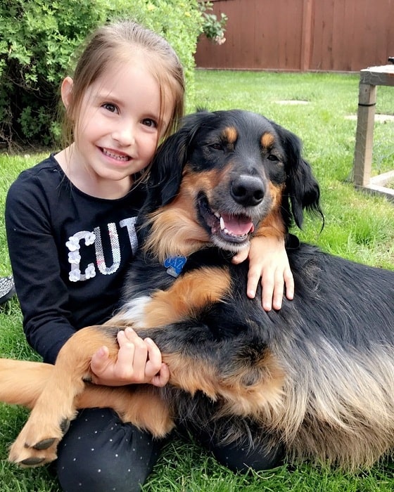 Golden Collie posing with a girl