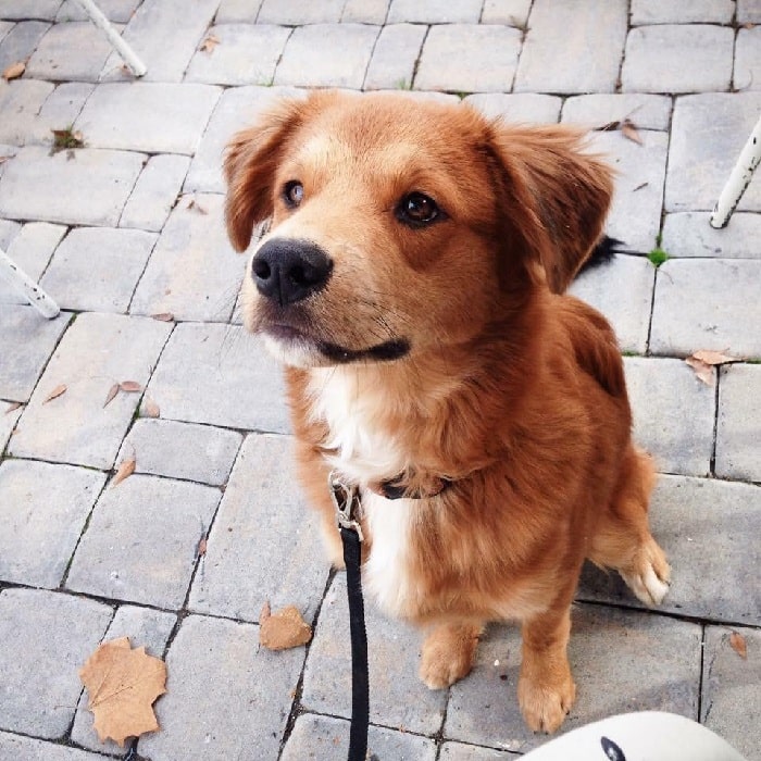 Golden Collie puppy