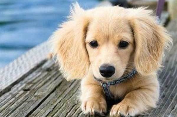 Golden Dox Puppy