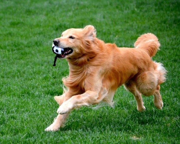 Golden Retriever playing with a toy