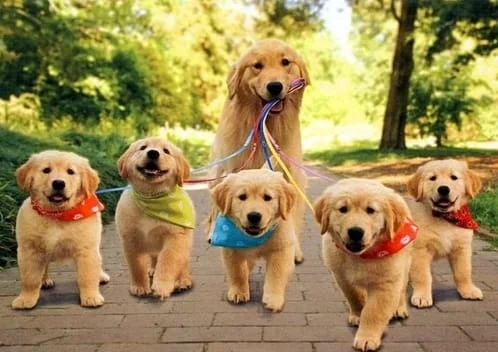 Golden Retriever walking its puppies on the leash