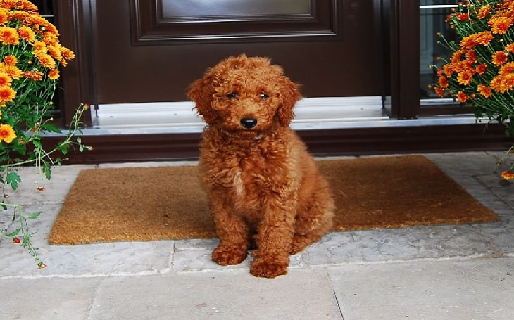 Goldenpoodle temperament, behavior, and personality