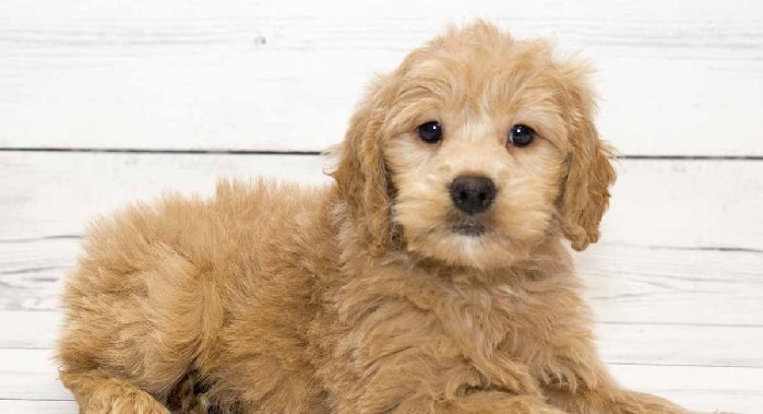 Goldenpoodle Puppy