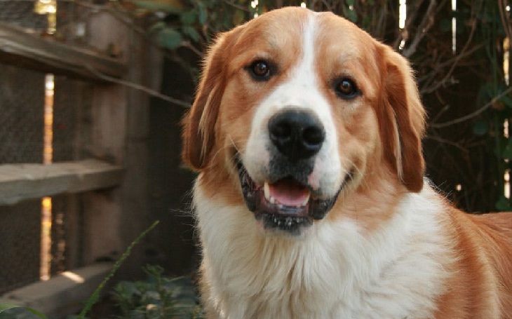 great pyrenees bernese mountain dog mix