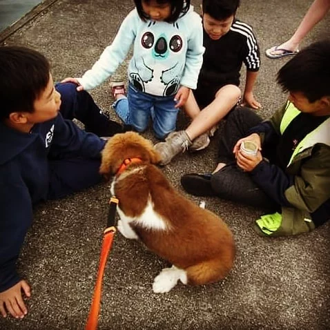 Great Bernese puppy playing with children