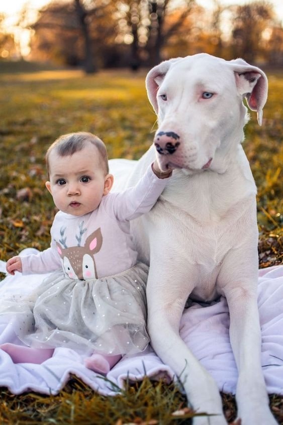 Great Dane with its sister