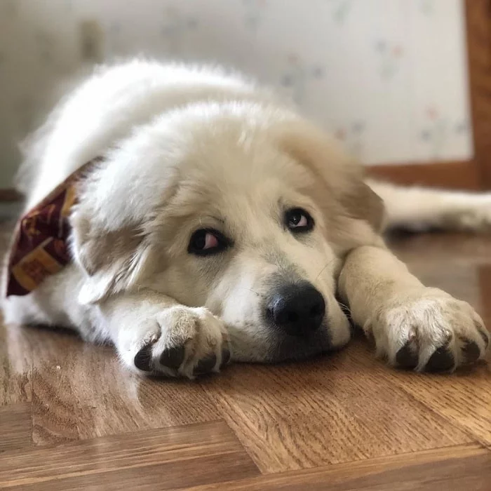 Great Pyrenees puppy laying on the floor