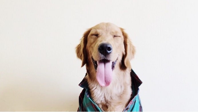 Happy Golden Retriever