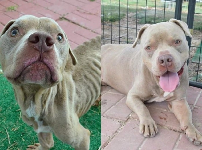 Happy dog after being rescued