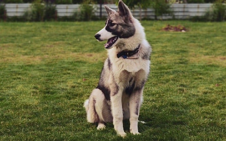 Huskita personality, behavior, temperament