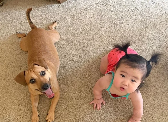 Jackshund and a baby girl crawling on the floor
